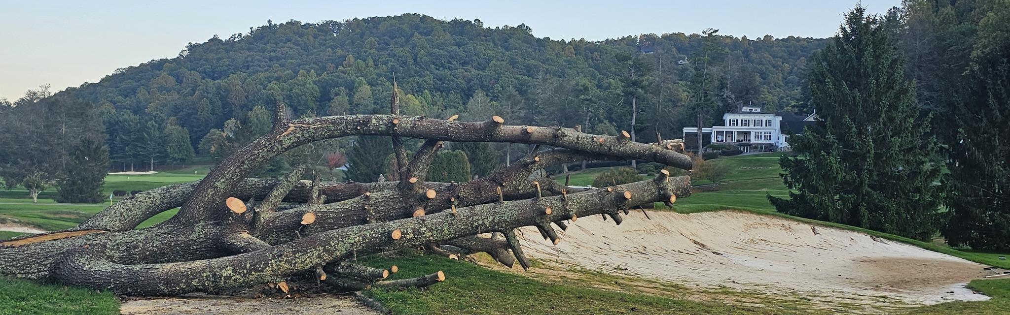 ___massive_pine_down_on_by_the_sand_traps_on_hole_17_with_the_club_house_in_the_background